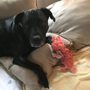 Meet your Posher, Dolores